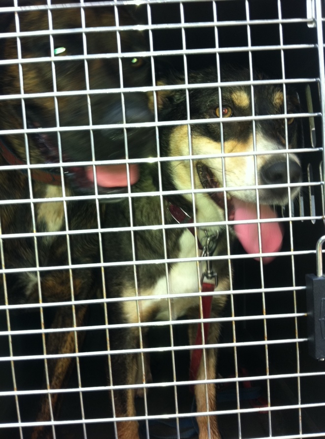 Crates well with others-- Kaluah followed my dog Crespo into his kennel in the car after a nice romp at the dog park. He thought that was hot (see them panting?)